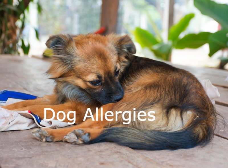 Dog with Allergies